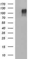 m01572 3 anti cd22 mouse monoclonal antibody clone id oti1f12 wb testing 1