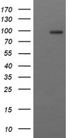m01572 4 anti cd22 mouse monoclonal antibody clone id oti4c3 wb testing 1