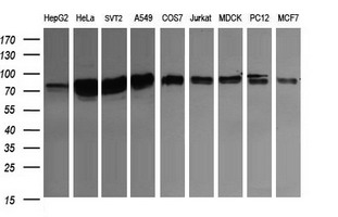m01572 4 anti cd22 mouse monoclonal antibody clone id oti4c3 wb testing 2