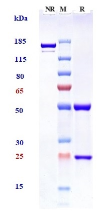 m01572 6 sds page