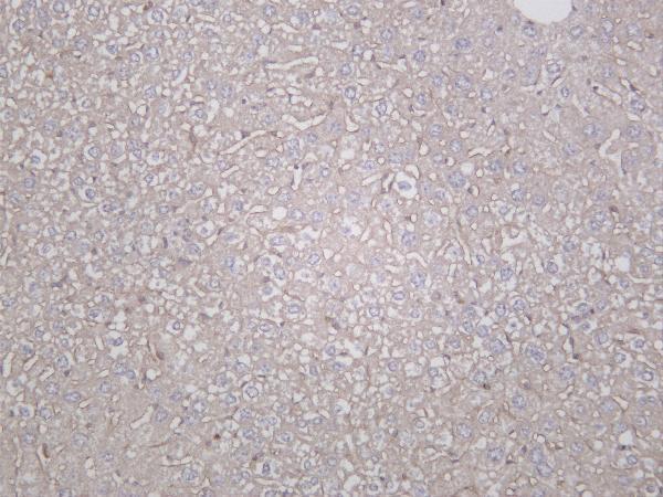 Mouse liver was stained with anti-LAMP2 rabbit antibody
