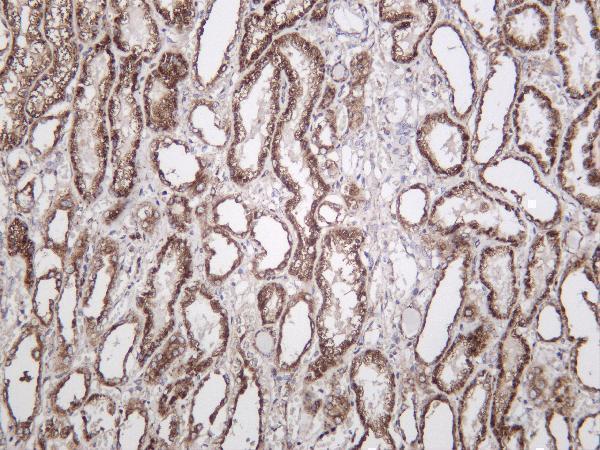 Human kidney was stained with anti-LAMP2 rabbit antibody