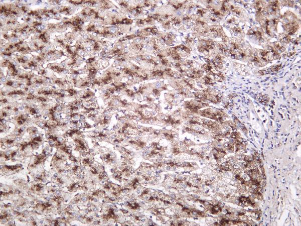 Human liver was stained with anti-LAMP2 rabbit antibody