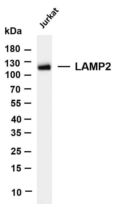 m01573 3 lamp2 primary antibodies wb testing 1