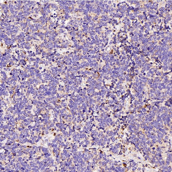 m01573 ihc8