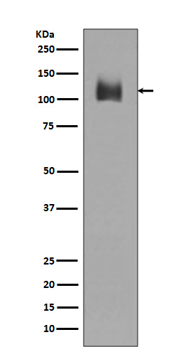 m01573 wb