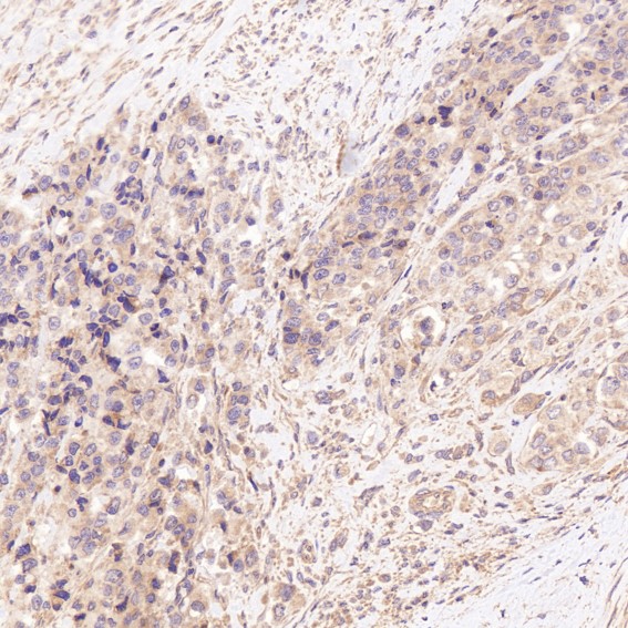 m01577 1 ihc10