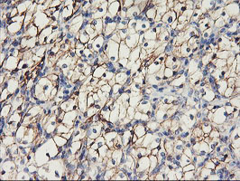 m01577 3 anti n cadherin cdh2 mouse monoclonal antibody clone id oti2g7 ihc testing 7