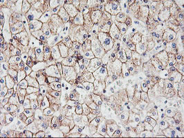 m01577 3 anti n cadherin cdh2 mouse monoclonal antibody clone id oti2g7 ihc testing 8