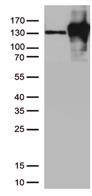 m01577 3 anti n cadherin cdh2 mouse monoclonal antibody clone id oti2g7 wb testing 1