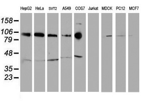 m01577 3 anti n cadherin cdh2 mouse monoclonal antibody clone id oti2g7 wb testing 2