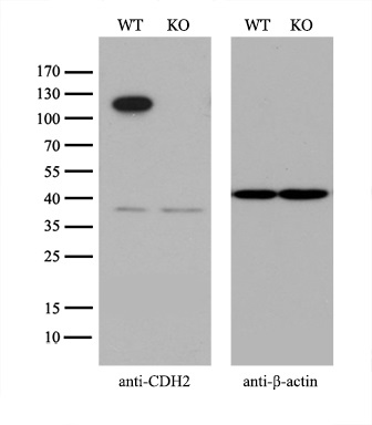 m01577 3 anti n cadherin cdh2 mouse monoclonal antibody clone id oti2g7 wb testing 3