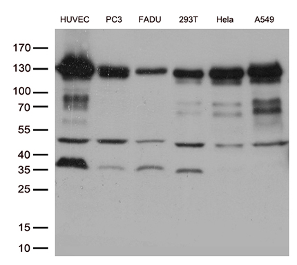 m01577 3 anti n cadherin cdh2 mouse monoclonal antibody clone id oti2g7 wb testing 4