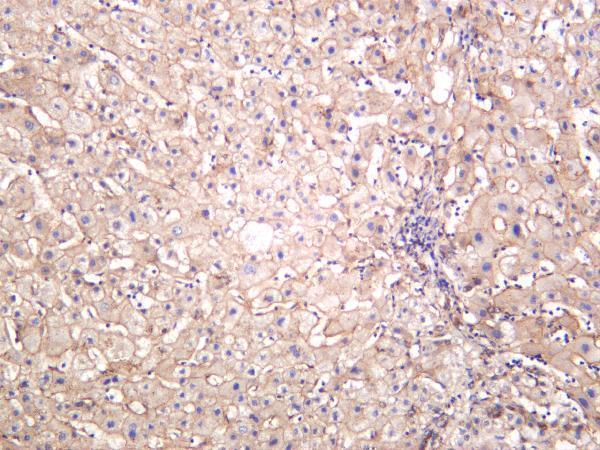Human liver was stained with anti-N Cadherin rabbit antibody