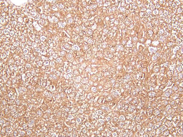 Mouse liver was stained with anti-N Cadherin rabbit antibody
