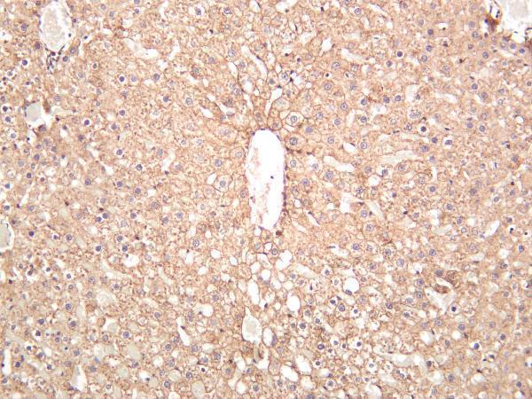 m01577 7 cdh2 primary antibodies ihc testing 4