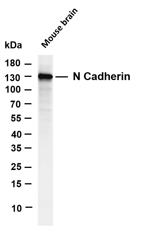 m01577 7 cdh2 primary antibodies wb testing 1