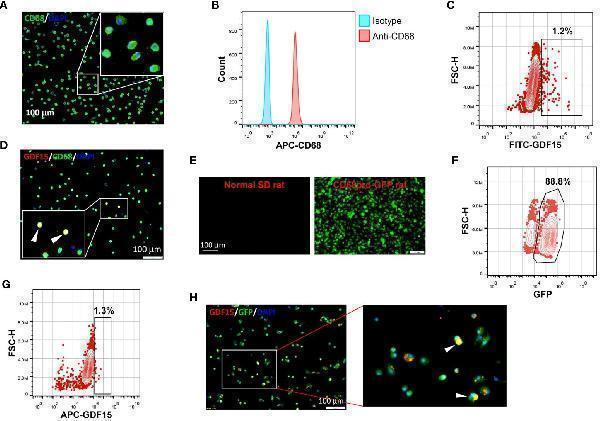 GDF15 high macrophages could be derived by in vitro differentiation of mononuclear cells