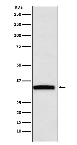 Western blot analysis of GDF15 expression in HepG2 cell lysate
