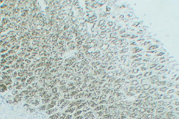 Rat stomach tissue was stained with anti-Claudin 1 rabbit Antibody