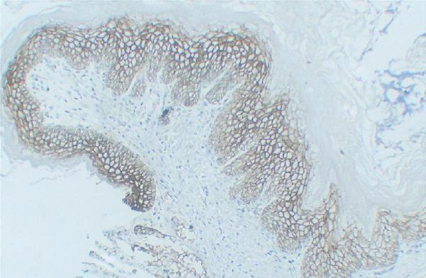 Rat esophagus tissue was stained with anti-Claudin 1 rabbit Antibody