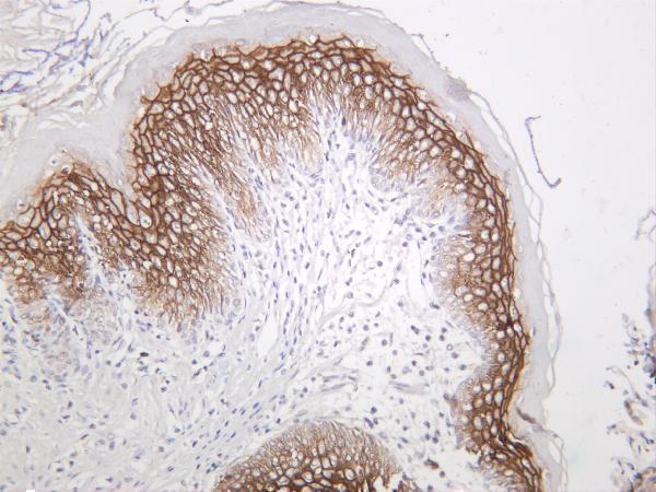 Rat stomach was stained with anti-Claudin 1 rabbit antibody