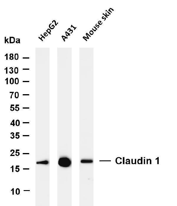m01585 3 cldn1 primary antibodies wb testing 1