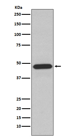 m01586 wb
