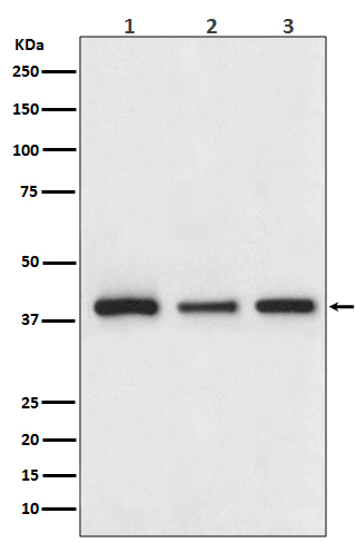 m01589 wb