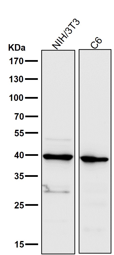 All lanes use the Antibody at 1:5K dilution for 1 hour at room temperature