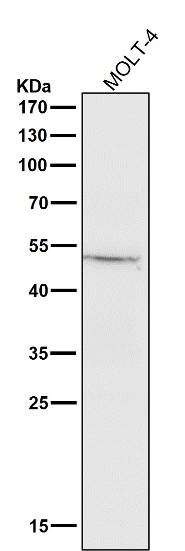 m01589 wb9