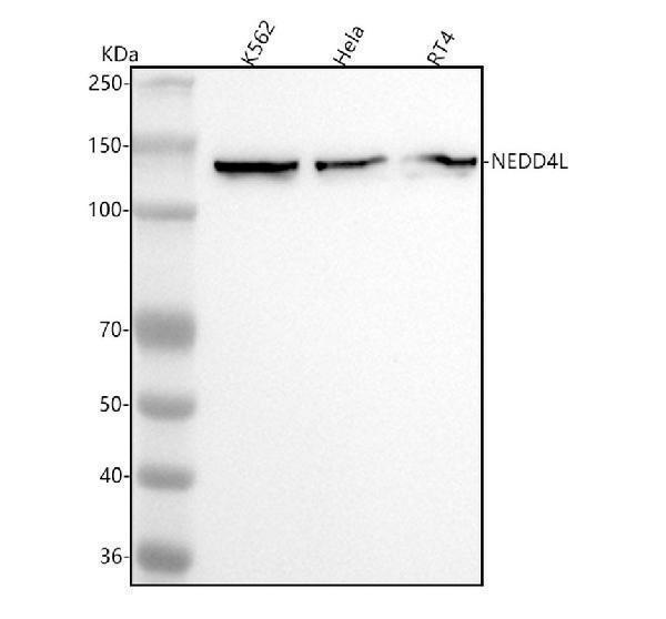m01595 nedd4l primary antibodies wb testing 1