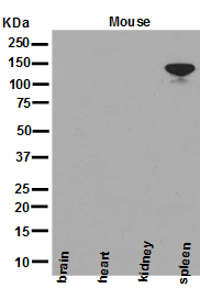 m01595 nedd4l primary antibodies wb testing 2