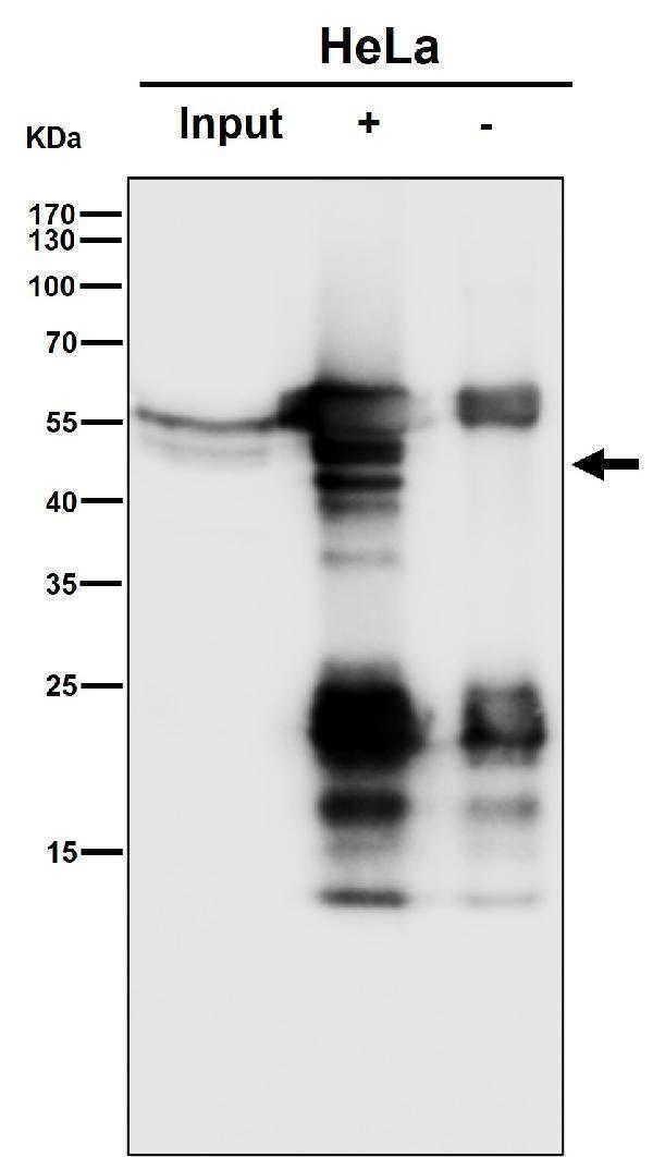 Immunoprecipitate (IP) analysis using the Antibody at 1:50 dilution