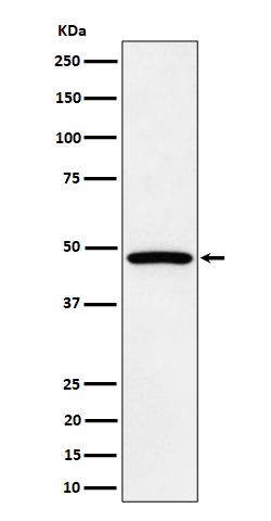Western blot analysis of PTPN1/2 expression in HepG2 cell lysate