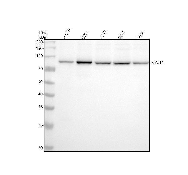 m01599 1 malt1 primary antibodies wb testing 1