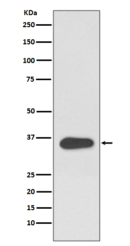 Western blot analysis of ATF1 expression in Hela cell lysate