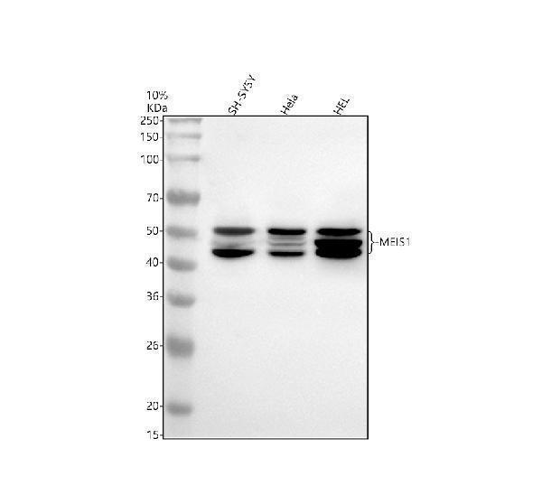 Western blot analysis of MEIS1 using anti-MEIS1 antibody (M01602)