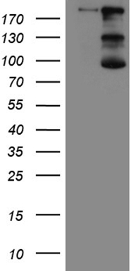 m01603 1 anti iqgap1 mouse monoclonal antibody clone id oti5f9 wb testing 1