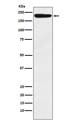 m01603 wb