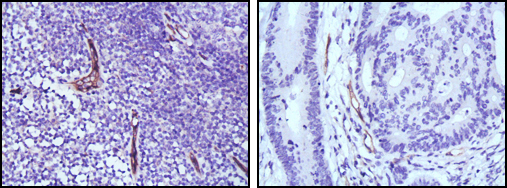 m01604 1 nos3 primary antibodies ihc testing 1