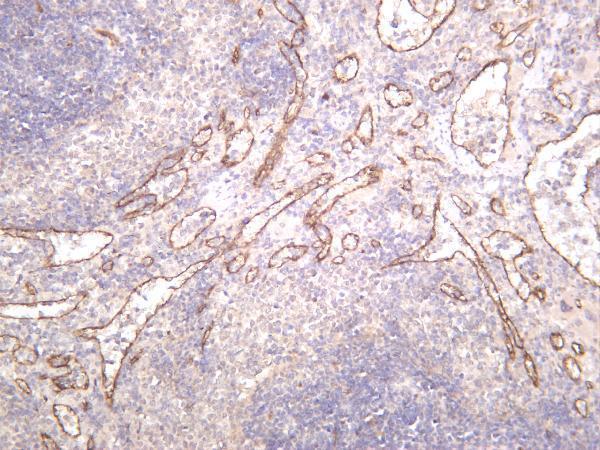 m01604 2 nos3 primary antibodies ihc testing 1