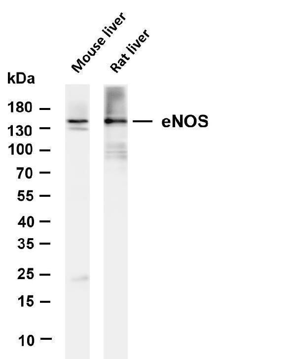 m01604 2 nos3 primary antibodies ihc testing 2
