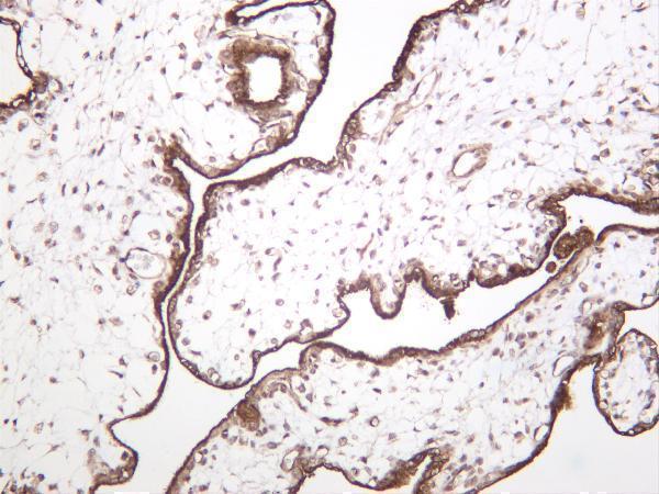 m01604 2 nos3 primary antibodies ihc testing 3
