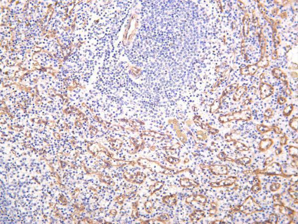 m01604 2 nos3 primary antibodies ihc testing 4