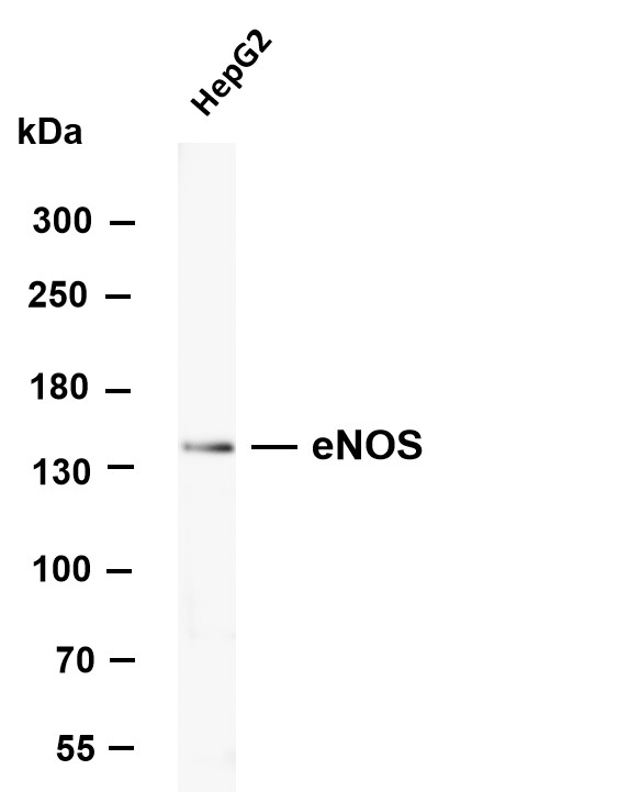 m01604 2 nos3 primary antibodies wb testing 1