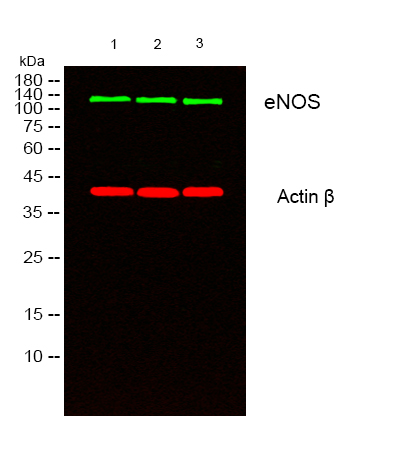 m01604 nos3 primary antibodies wb testing 1