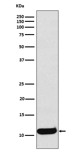 Western blot analysis of CCL19 expression in Human Macrophage Inflammatory Protein 3 beta recombinant protein lysate