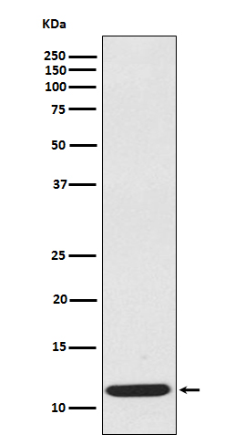 Western blot analysis of extracts from CCL19 recombinant protein, using CCL19 antibody