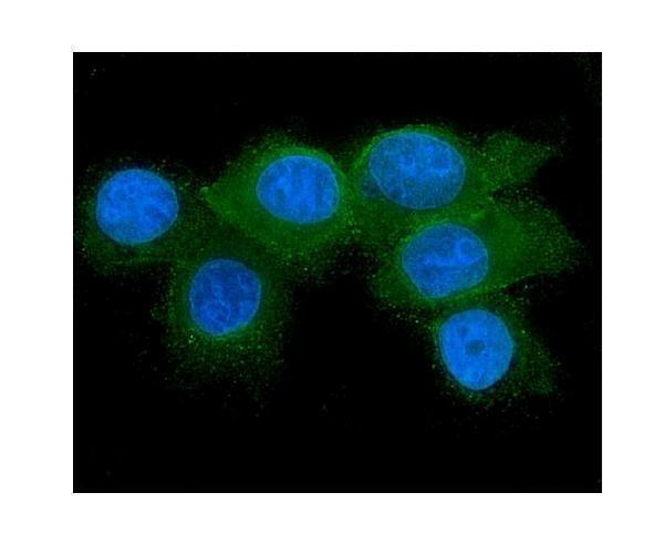 m01608 rab27a primary antibodies if testing 9